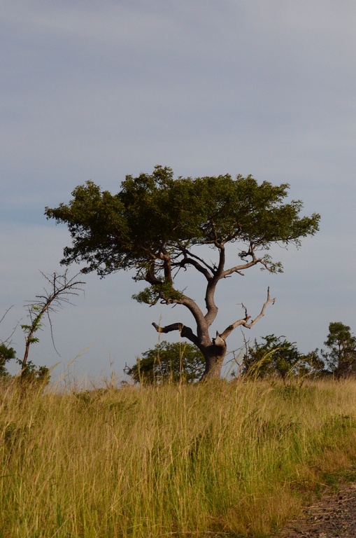 2015-05 South Africa/iMfolozi/DSC_0081.JPG